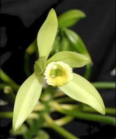 Vanilla planifolia