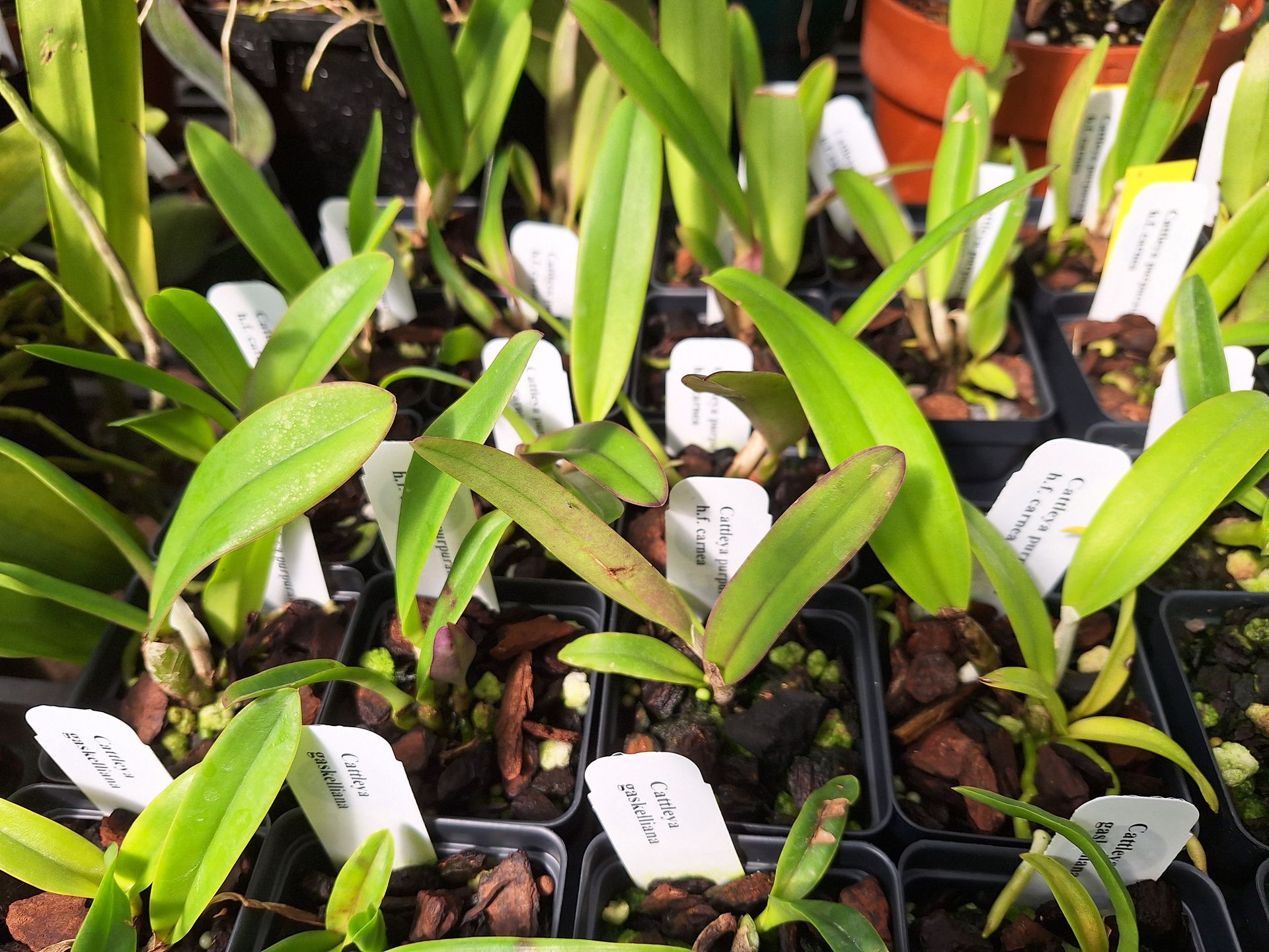 Cattleya purpurata v. carnea