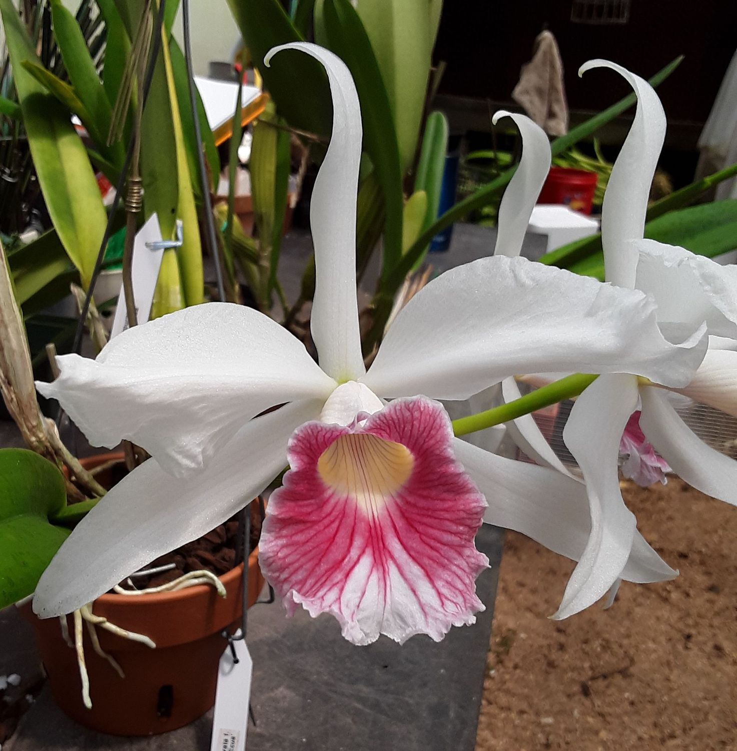 Cattleya purpurata v. carnea