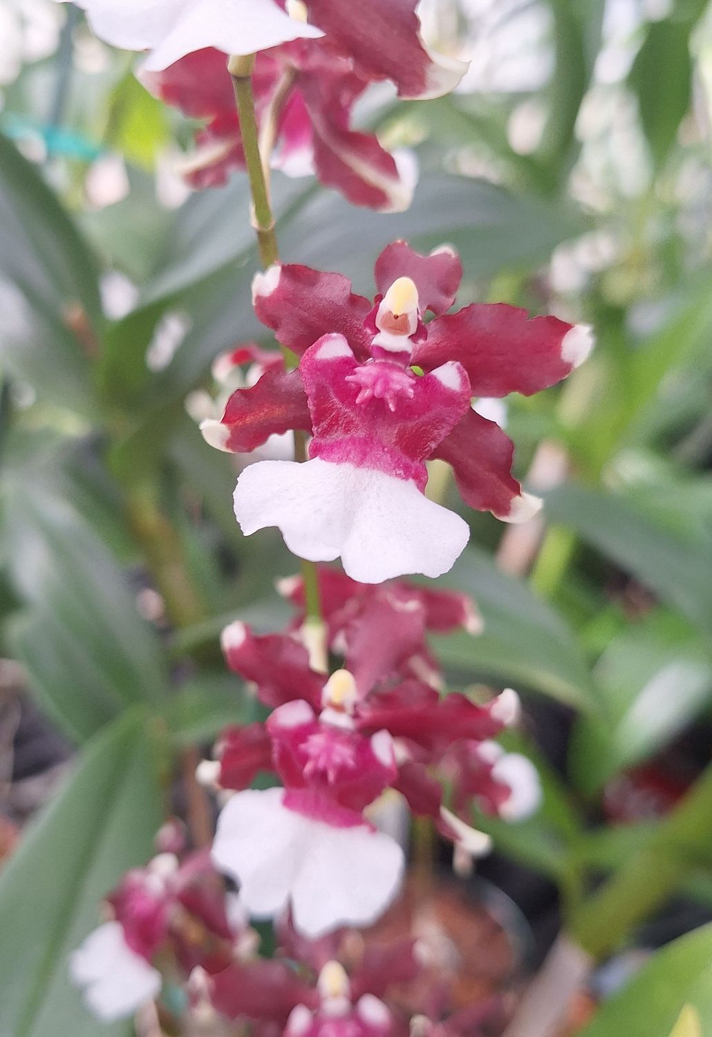 Oncidium Aka Baby 'Raspberry Chocolate' Oncidium Aka Baby 'Raspberry Chocolate'