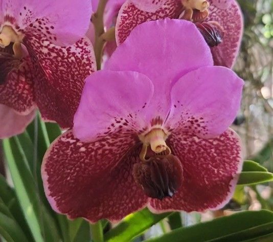 Vanda Angie O'Neill-Butler 'Cherry Lady' HCC-AOS x Vanda Robert's Delight 'Crownfox Big Red' FCC-AOS Vanda Angie O'Neill-Butler 'Cherry Lady' HCC-AOS x Vanda Robert's Delight 'Crownfox Big Red' FCC-AOS