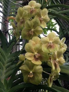 Vanda Crownfox Keylime x Vanda Chulee White Vanda Crownfox Keylime x Vanda Chulee White