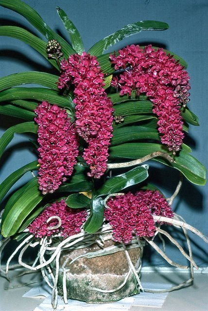 Rhynchostylis gigantea (red form) Rhynchostylis gigantea (red form)