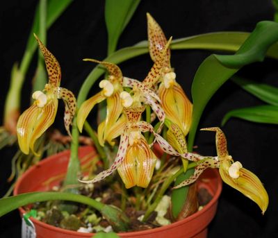 Bulbophyllum membranifolium Bulbophyllum membranifolium