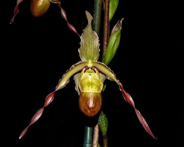 Phragmepedium Kai Quintal 'Timbucktoo' AM/AOS 2 pts.