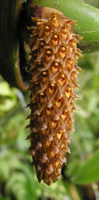 Bulbophyllum crassipes