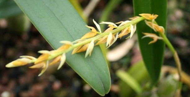 Bulbophyllum rufilabrum
