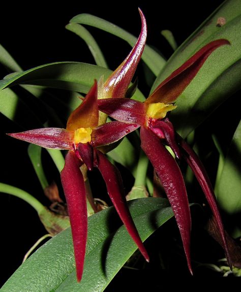 Bulbophyllum nymphopolitanum 'FX's Puppy Power' CBR/AOS