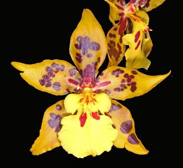 Oncidium Tiger Crow