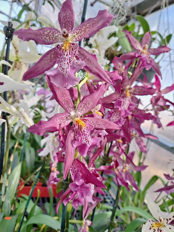 Aliceara Marfitch 'Howard's Dream' AM/AOS
