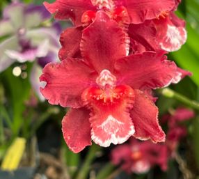 Oncostele Red Silk