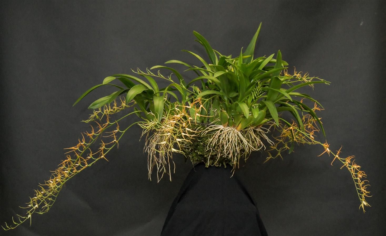 Brassia jipijapensis 'Timbucktoo' CHM, CCM/AOS