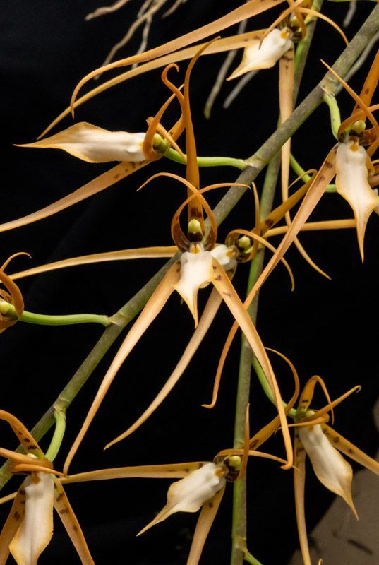 Brassia jipijapensis 'Timbucktoo' CHM, CCM/AOS