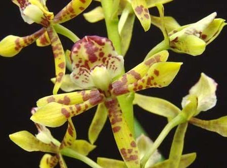 Prosthechea sceptra