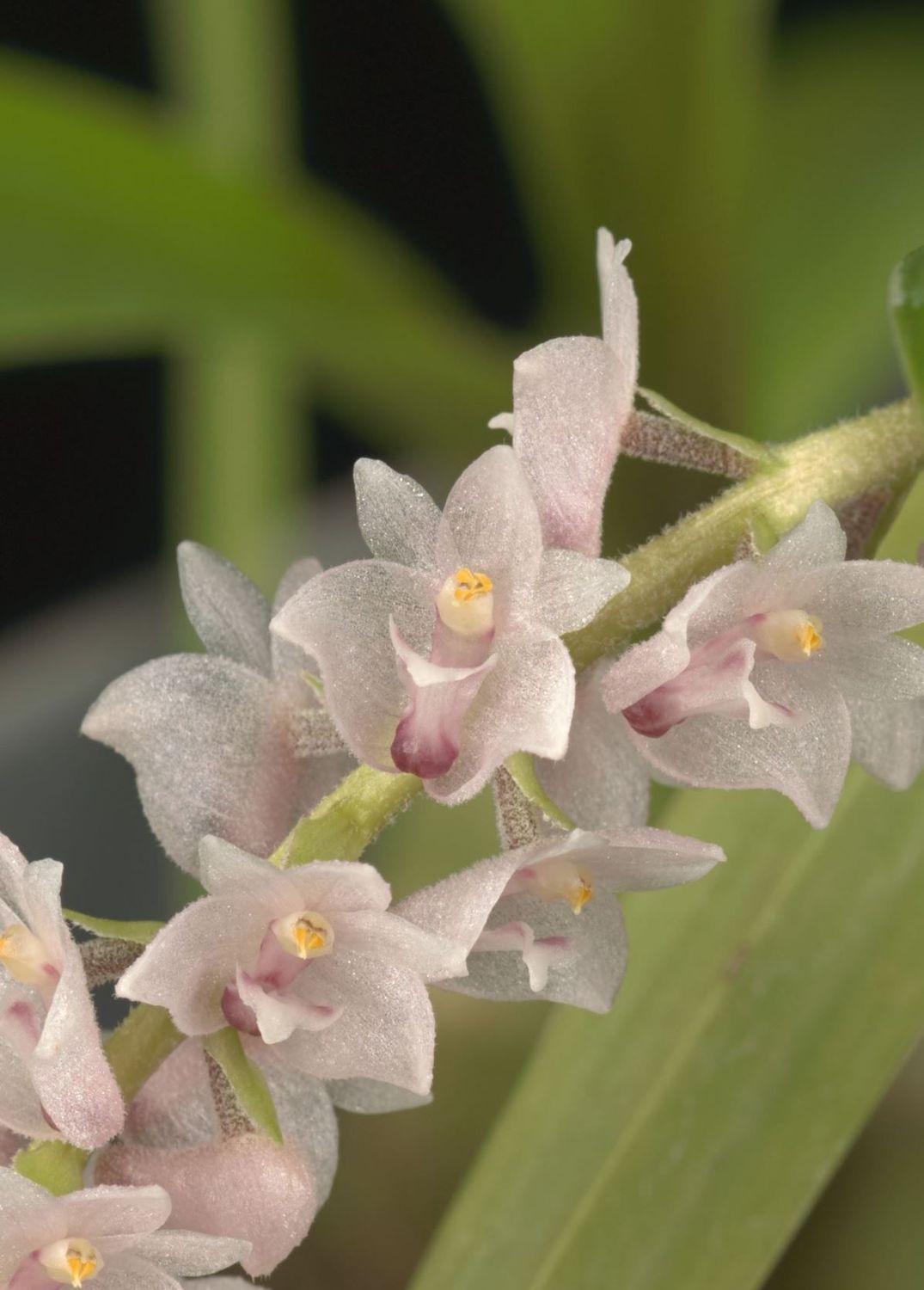 Pinalia spicata 'Bryon' (syn. Eria spicata)
