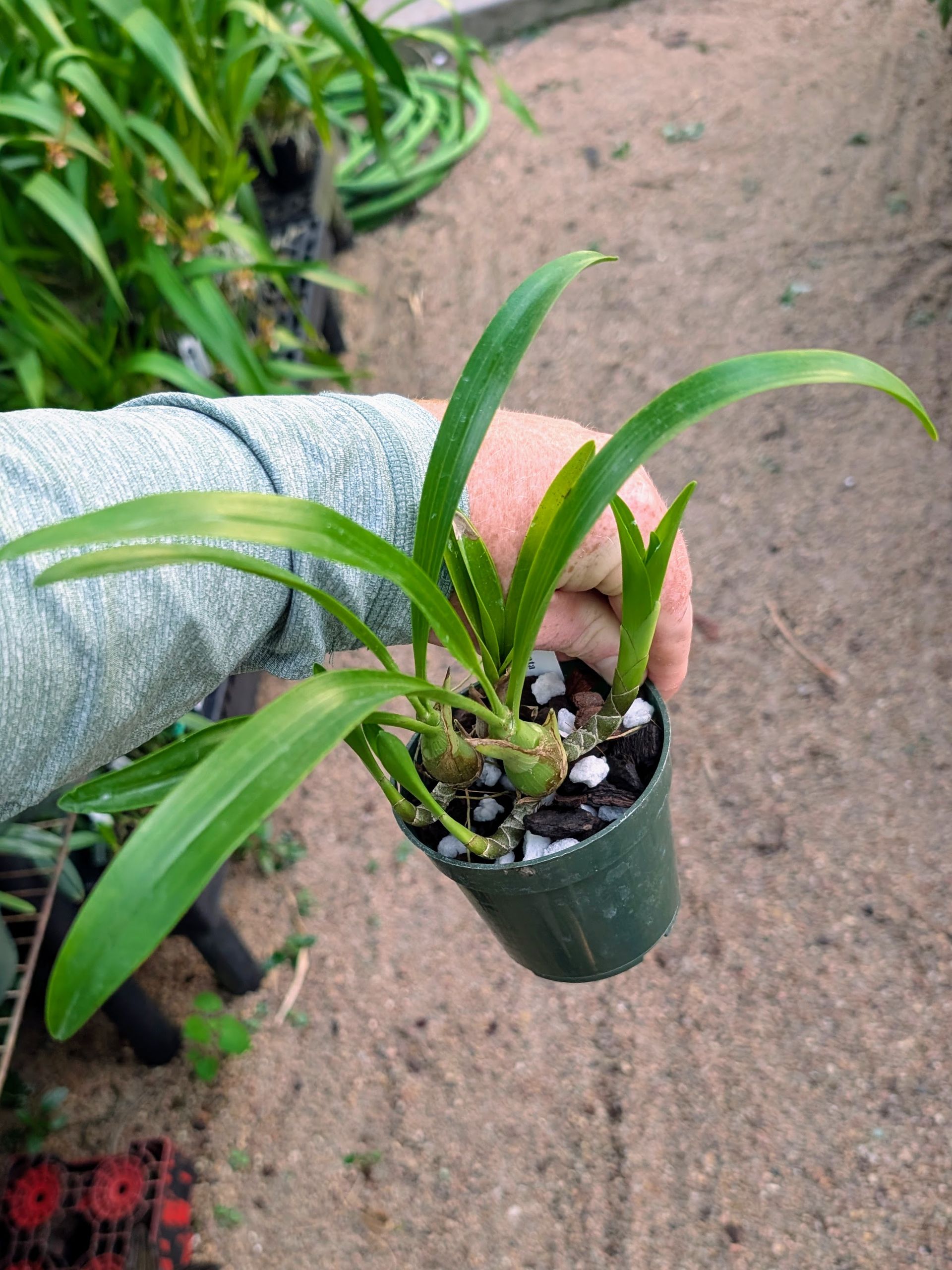 Pinalia spicata 'Bryon' (syn. Eria spicata)
