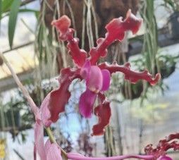 Laelia schultzei