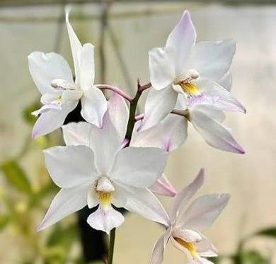 ​Caulaelia Mizoguchi 'Timbucktoo'