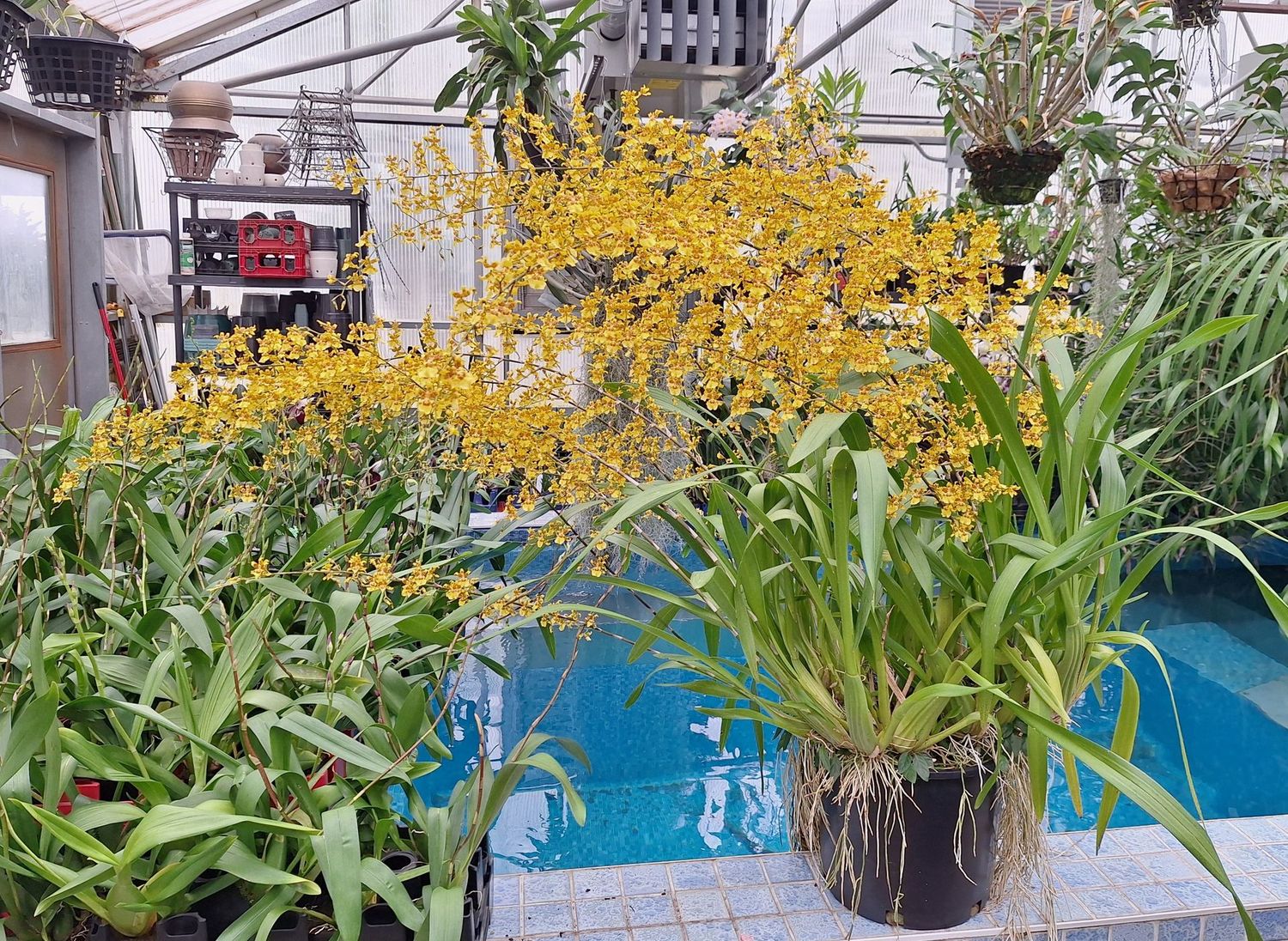 Oncidium sphacelatum 'Vanderlip' Oncidium sphacelatum 'Vanderlip'