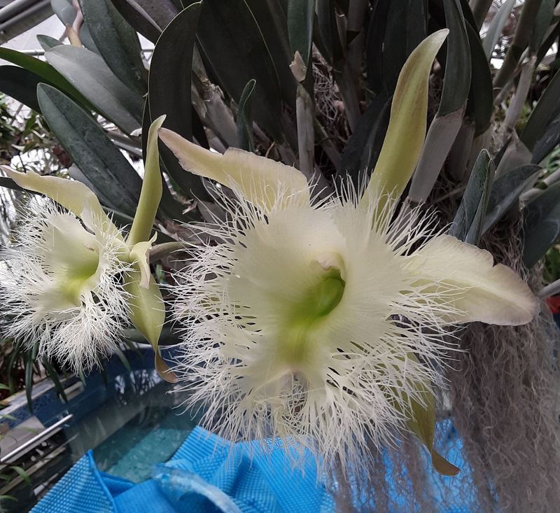 Brassavola digbyana  'Long Story'