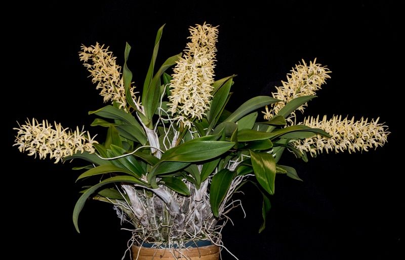 Dendrobium speciosum var. curvicaule 'Max' AM/AOS 83 pts.