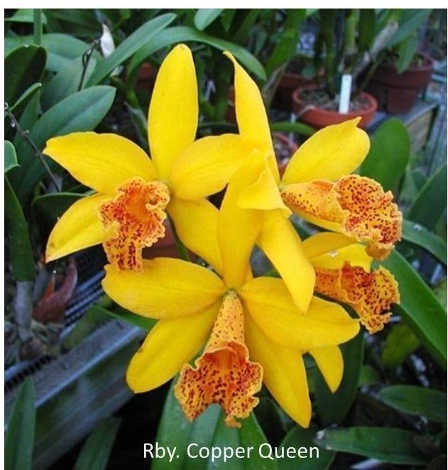 ​Rhyncholaeliocattleya [Rlc.] Copper Queen