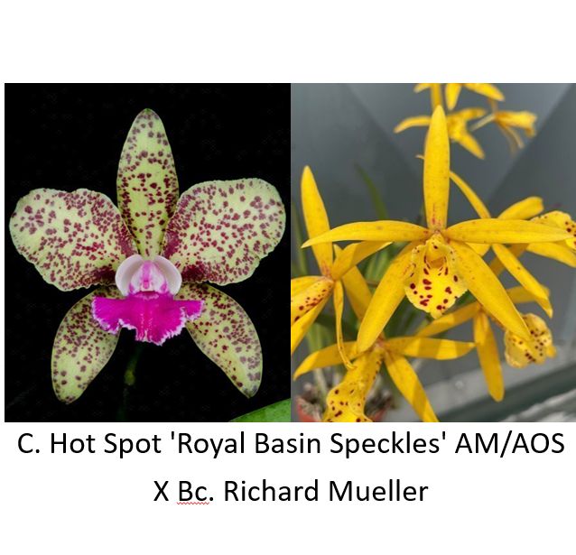 Cattleya Hot Spot 'Royal Basin Speckles' AM/AOS x  Brassocattleya Richard Mueller