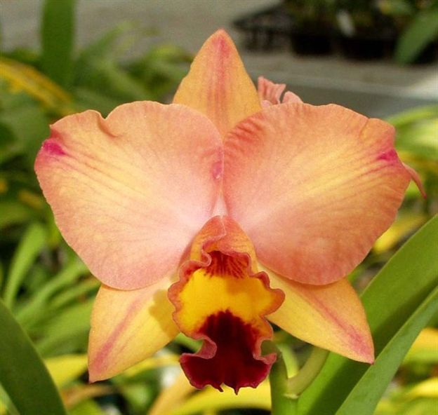 Cattleya Tokyo Life Cattleya Tokyo Life