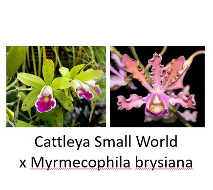 Cattleya Small World (4N) x Myrmecophila brysiana