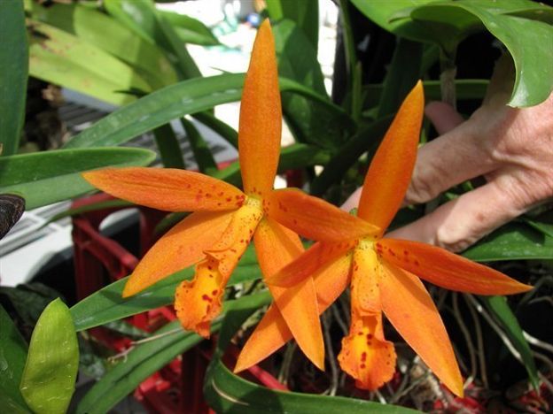 Brassocatanthe Hawaiian Treat Brassocatanthe Hawaiian Treat