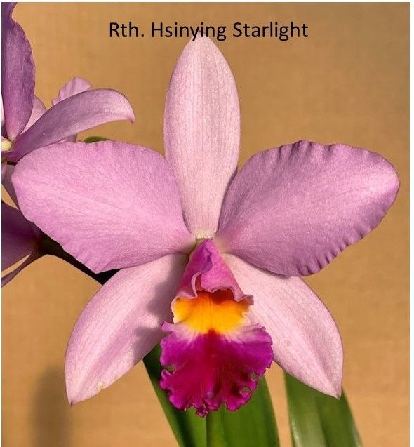 Rhyncattleanthe Hsinying Starlight 'Pink Lady'