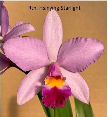 Rhyncattleanthe Hsinying Starlight 'Pink Lady' Rhyncattleanthe Hsinying Starlight 'Pink Lady'