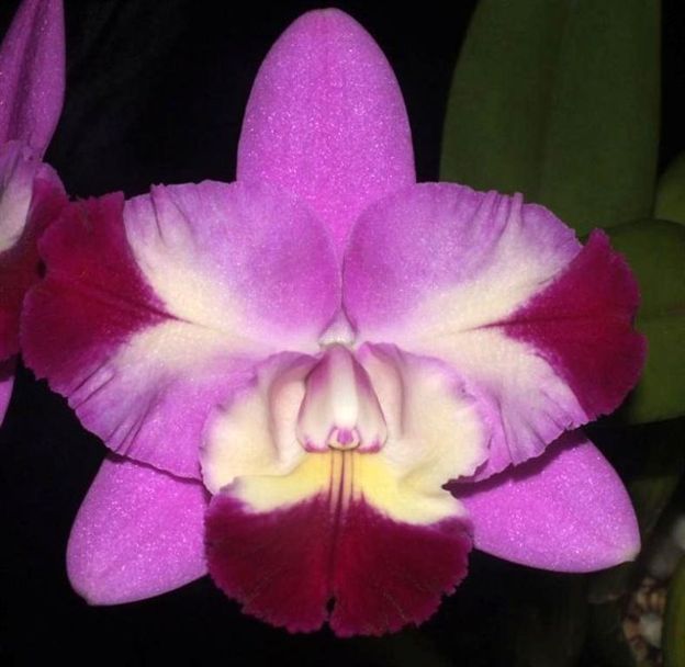 Cattleya Mari's Love 'Taka' AM/AOC