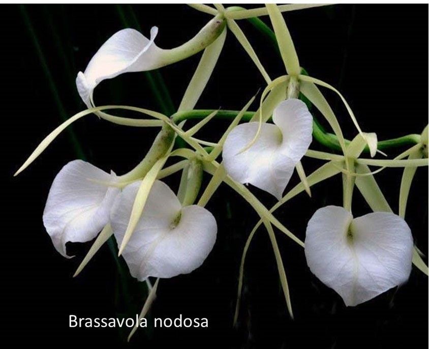 Brassavola nodosa