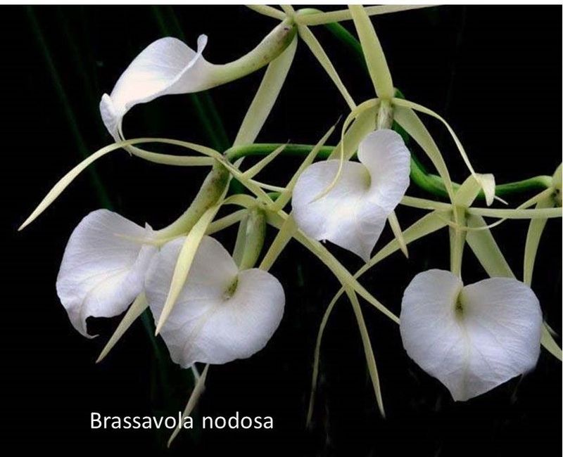 Brassavola nodosa