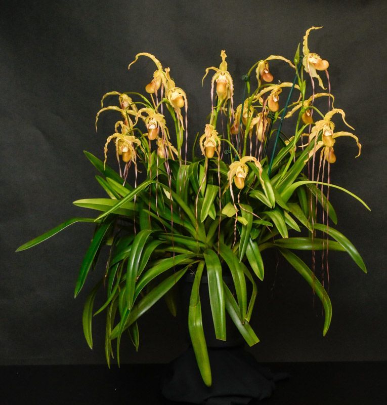 Phragmipedium Grande 'Velma's Royal Delight' HCC/AOS