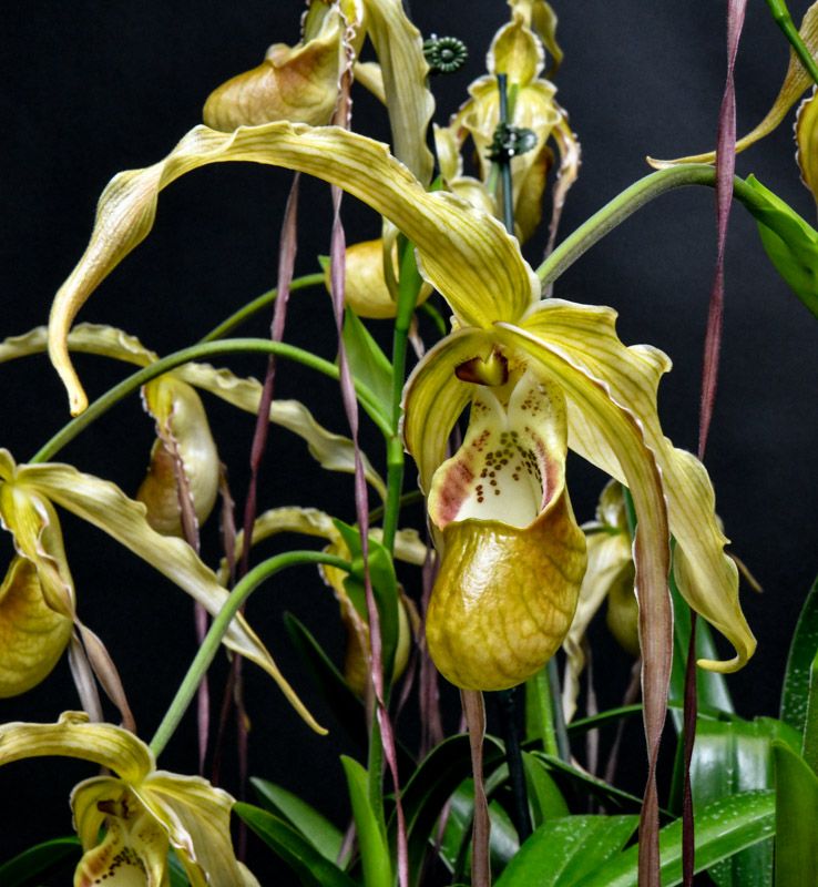 Phragmipedium Grande 'Velma's Royal Delight' HCC/AOS