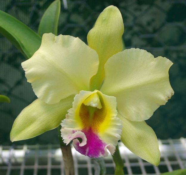 Rhyncholaeliocattleya Dewy Forest 'Kudos'