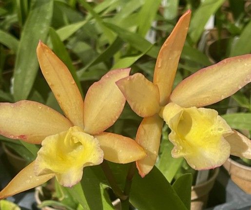 Cattleya Kalapana Life