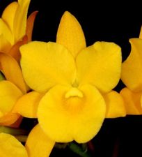 Guaritonia Why Not (yellow form) Guaritonia Why Not (yellow form)
