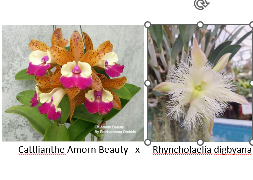 Cattlianthe Amorn Beauty x Rhycholaelia digbyana Cattlianthe Amorn Beauty x Rhycholaelia digbyana