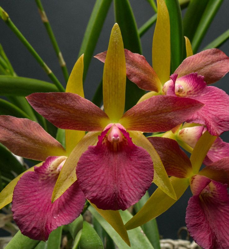 Stellamizutaara Kelly 'Lea' AM/AOS