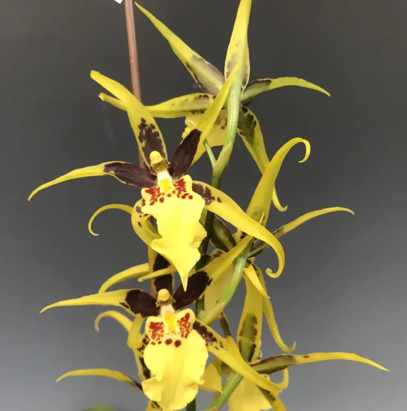 Brascidostele Tower of Rex 'Yellow Spider'