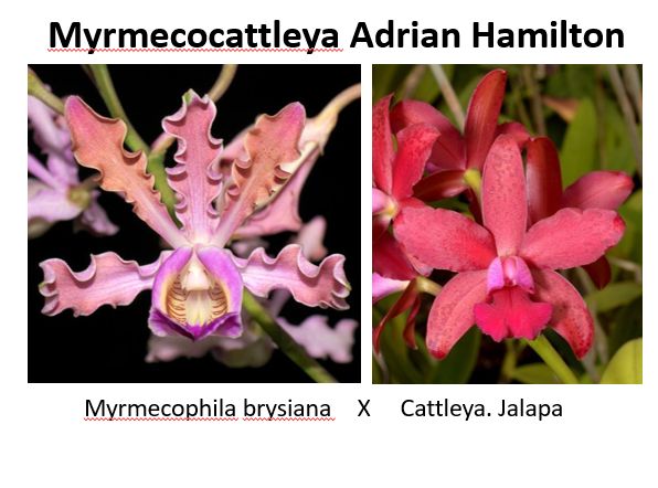 Myrmecocattleya Adrian Hamilton Myrmecocattleya Adrian Hamilton