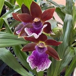Zygopetalum Debbie De Mello 'Honolulu Baby' AM-AOS