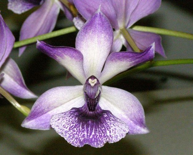 Zygonisia Cynosure 'Blue Birds'