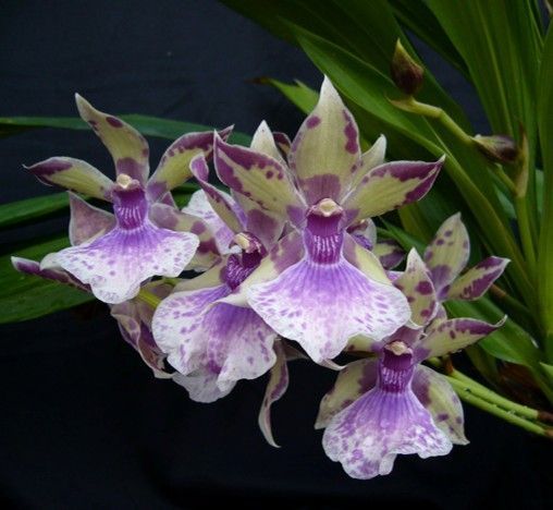 Zygonisia Roquebrune 'Seafoam'