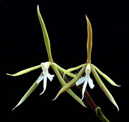 Epidendrum nocturnum