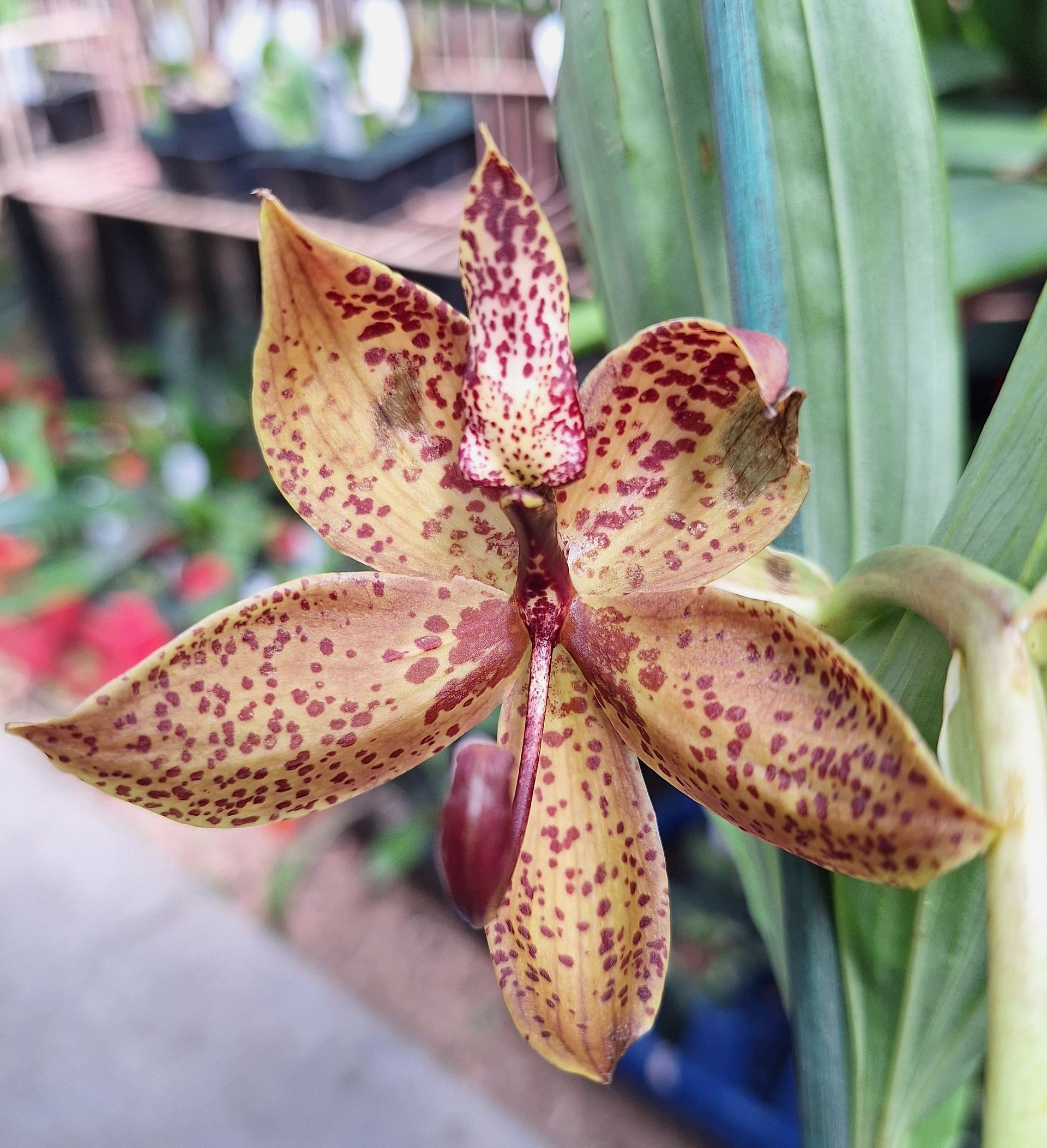 Cycnoches Hybrid Special