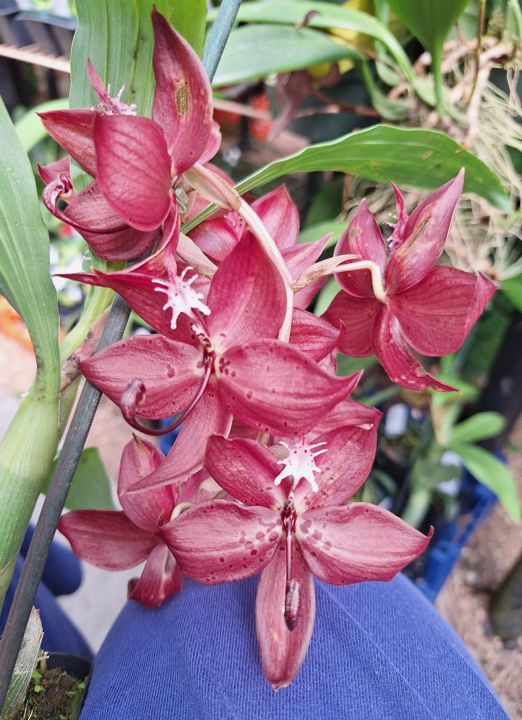 Cycnoches Hybrid Special